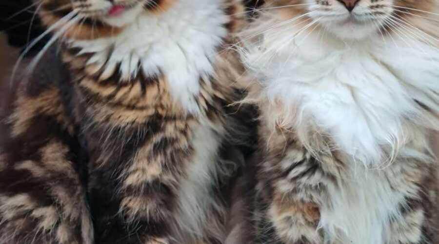 Die Mission einer Katze